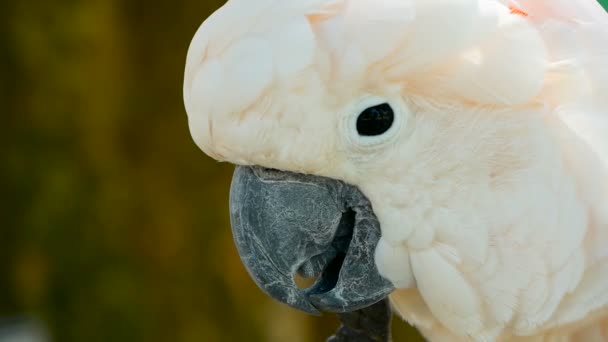 Moluccan or umbrella cockatoo. Portrait of white parrot, exotic endemic bird to tropical rainforest on Indonesia islands - Footage, Video