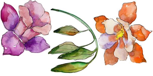 水彩のカラフルなオダマキの花。花植物の花。孤立した図の要素。背景、テクスチャ、ラッパー パターン、フレームや境界線の aquarelle ワイルドフラワー. - 写真・画像