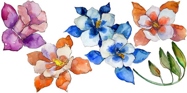 Watercolor colorful aquilegia flower. Floral botanical flower. Isolated illustration element. Aquarelle wildflower for background, texture, wrapper pattern, frame or border. - Fotografie, Obrázek
