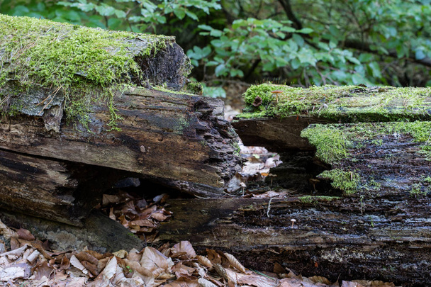 Old tree trunk in a deciduous forest. Mossy wooden logs lying in the thickets. Season rioks autumn. - Photo, Image