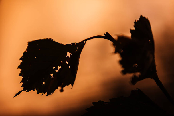 Φύλλα του Ευρωπαϊκό λευκό Elm (Ulmus λεία) με μικρές οπές. Με οπίσθιο φωτισμό με ακτίνες ηλιοβασίλεμα. Σεπτεμβρίου. Στις αρχές του φθινοπώρου. - Φωτογραφία, εικόνα