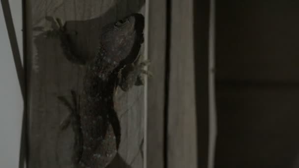 Ένα μεγάλο Tokay Gecko κάθεται στον τοίχο προσποιείται να είναι νεκρός, κρύβεται μέσα στο σκοτάδι.  - Πλάνα, βίντεο