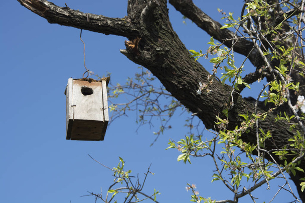 Almond tree bird house. Made to help birds in the wild - Zdjęcie, obraz