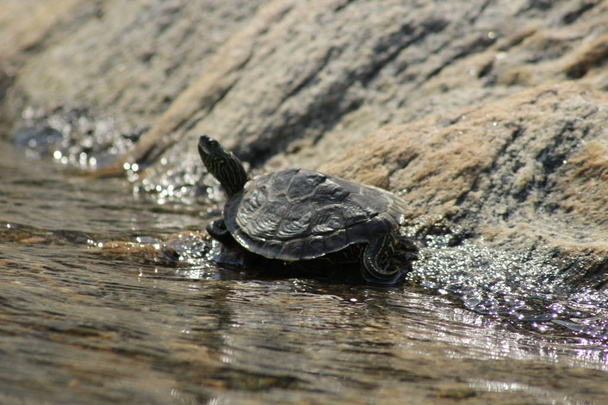 Kuzey Haritası Kaplumbağası güneşin tadını çıkarırken suyun kenarına uzandı. Gürcistan Körfezi, Kanada - Fotoğraf, Görsel