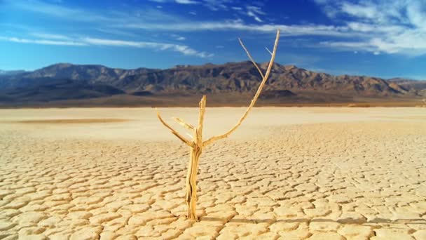 Albero pietrificato nel deserto ambientale
 - Filmati, video