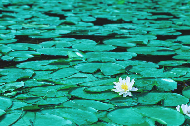 Nilüfer çiçekleri veya beyaz lotus gölet üzerinde çiçek açan çiçekler. Güzel beyaz çiçek yaprak yeşil göl yüzeyi ile. Kıçımın bir nehir manzara üzerinde yüzen. - Fotoğraf, Görsel