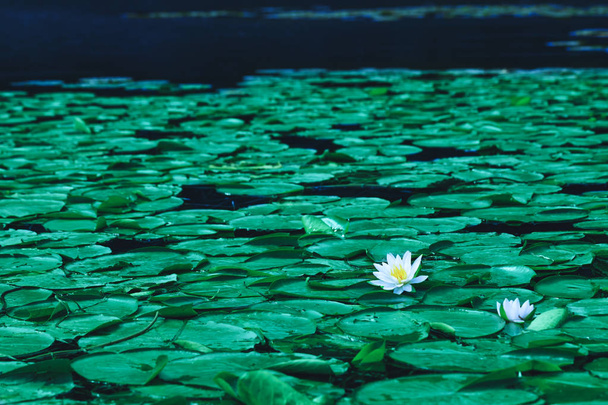 Estanque con flores de nenúfar o loto blanco en temporada de floración. Hermosa flor blanca con hoja verde en la superficie del lago. Nenúfares flotando en un paisaje fluvial
. - Foto, imagen