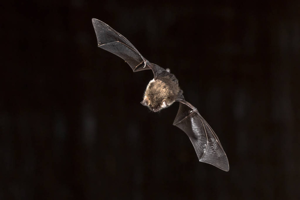 Morcego de Natterer raro (Myotis nattereri) em voo no sótão da igreja com a barriga branca distintiva. olhando para baixo no chão
 - Foto, Imagem