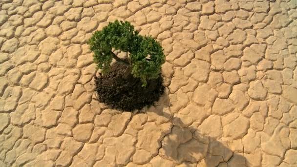 koncepcja shot drzewo życia w krajobraz pustyni - Materiał filmowy, wideo