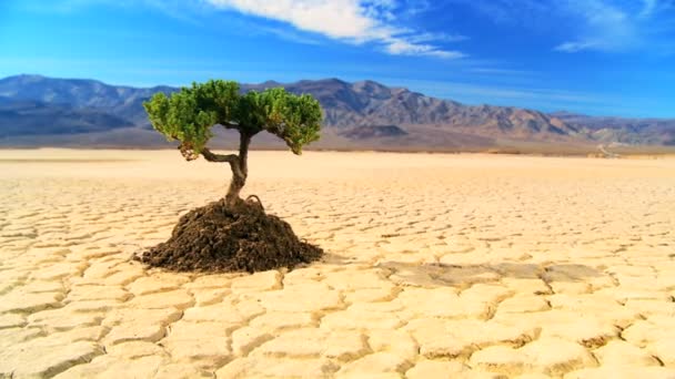 Konzept des lebenden Baumes in der Wüste - Filmmaterial, Video