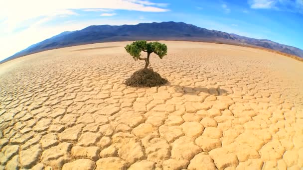 szerokokątny pojęcie drzewo życia w pustyni pustyni - Materiał filmowy, wideo