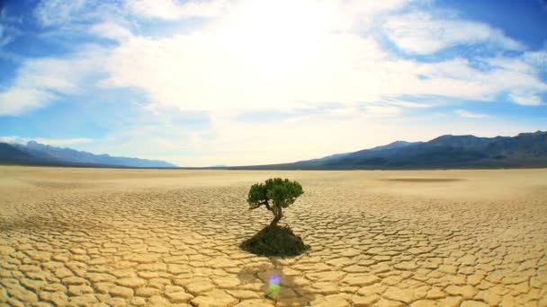 koncept záběr živý strom v pouštní krajině - Záběry, video