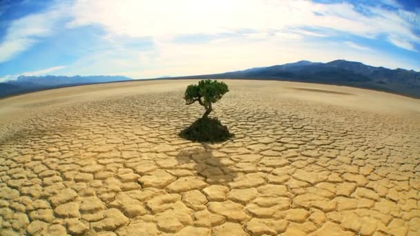 Weitwinkelkonzept des lebenden Baumes in der Wüste - Filmmaterial, Video