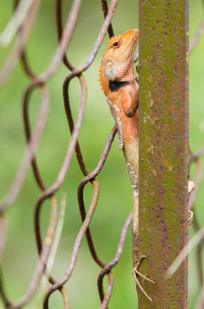 Das indische Chamäleon (chamaeleo zeylanicus) ist eine Chamäleonart, die in Sri Lanka, Indien und anderen Teilen Südasiens vorkommt..  - Foto, Bild