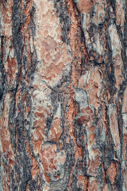 тріснута дерев'яна коричнева текстура
 - Фото, зображення