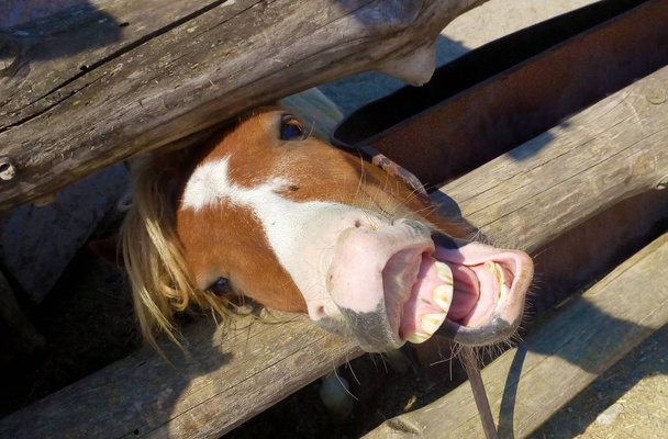 Kůň je vše portret vesnice příroda fun smích úsměv. Foto příroda. - Fotografie, Obrázek
