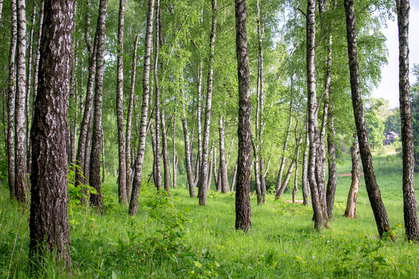 Beautiful birch grove in summer in June - Foto, imagen