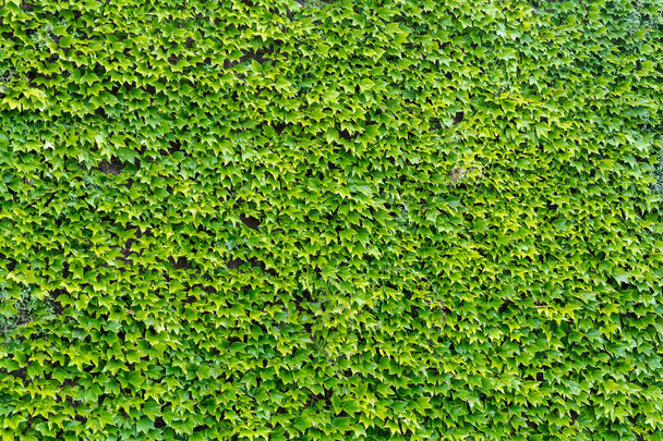 Зеленый хедера (плющ) выходит на задний план. Стена из зеленых листьев, текстурный фон. Ярко-зеленые листья плюща на стене
. - Фото, изображение