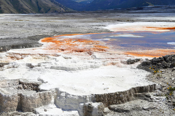 Lower Terraces Area, Mammoth Hot Springs, dans le parc national Yellowstone Wyoming, États-Unis
 - Photo, image