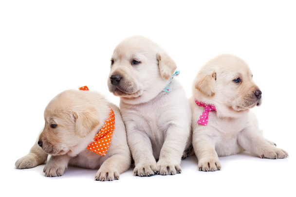 Bonitos cachorros labrador com lenços coloridos no fundo branco scouting seus arredores
  - Foto, Imagem
