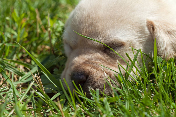 Цуценя молодого лабрадора спить у траві крупним планом
 - Фото, зображення