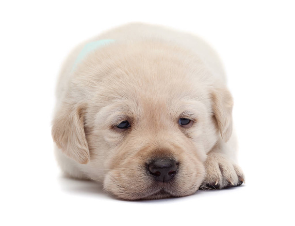 Λυπημένος και κουρασμένος Λαμπραντόρ κουτάβι σκυλί ακουμπά το κεφάλι του σε paws με ρομαντικά μάτια - απομονωμένη - Φωτογραφία, εικόνα