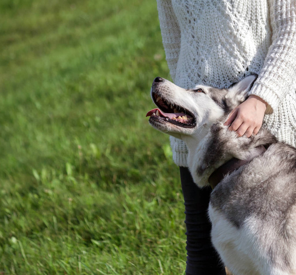 kız beyaz bir kazak ve siyah kot köpek Alaskan Malamute yanında duruyor, belgili tanımlık hayvan içinde belgili tanımlık geçmiş bir tepe yeşil çim, bir köpek okşayarak kadın kapalı kişi, bakar - Fotoğraf, Görsel