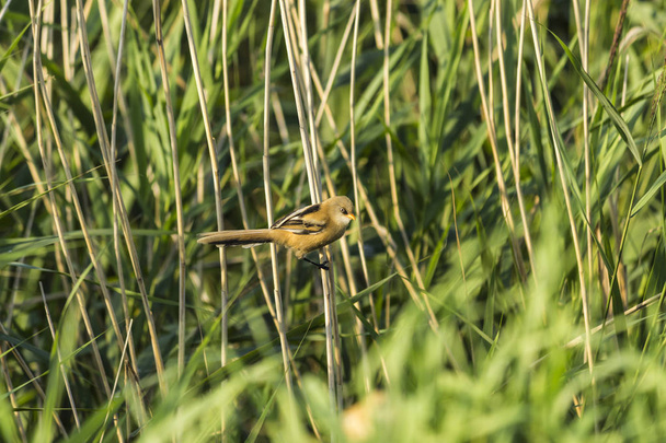 Greenfinch (Chloris chloris), є невеликий горобцеподібний птах родини Фінч. Живе в Європі. Сайт про птахів, природи, відпочинок, подорожі. - Фото, зображення