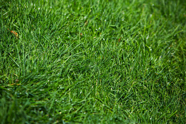Zielona trawa naturalna tekstura tła. - Zdjęcie, obraz