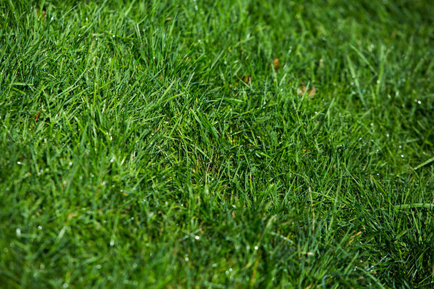 Zelená tráva přirozené pozadí textury. - Fotografie, Obrázek