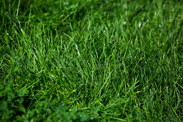 Yeşil çimen doğal arkaplan dokusu. - Fotoğraf, Görsel