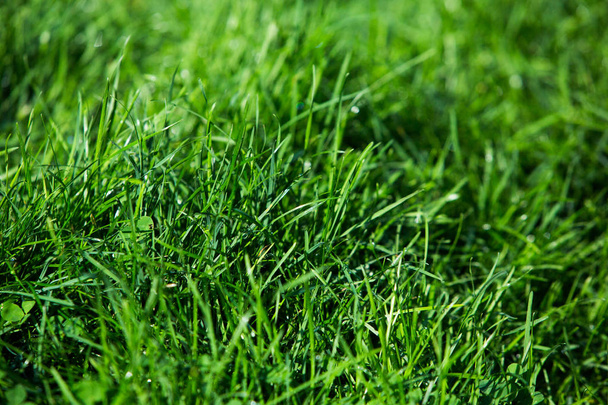 green grass natural background texture. - Photo, Image
