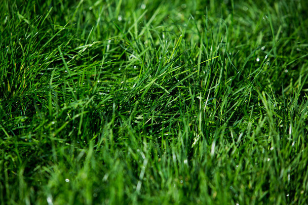 Зеленая текстура травы. - Фото, изображение