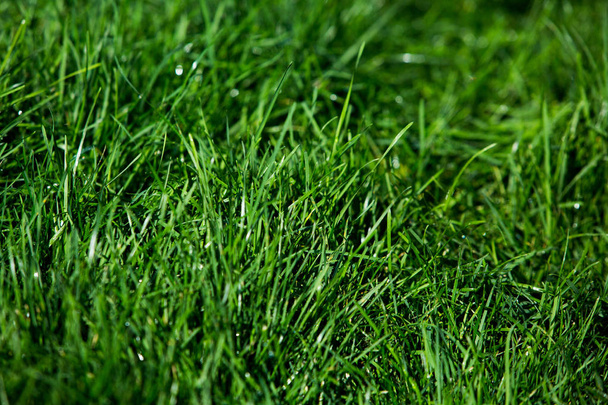 Zelená tráva přirozené pozadí textury. - Fotografie, Obrázek