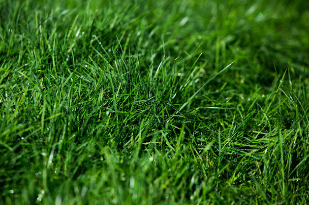 Yeşil çimen doğal arkaplan dokusu. - Fotoğraf, Görsel