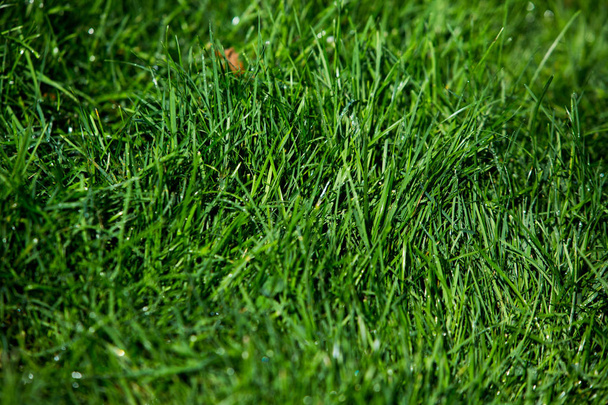 Zielona trawa naturalna tekstura tła. - Zdjęcie, obraz