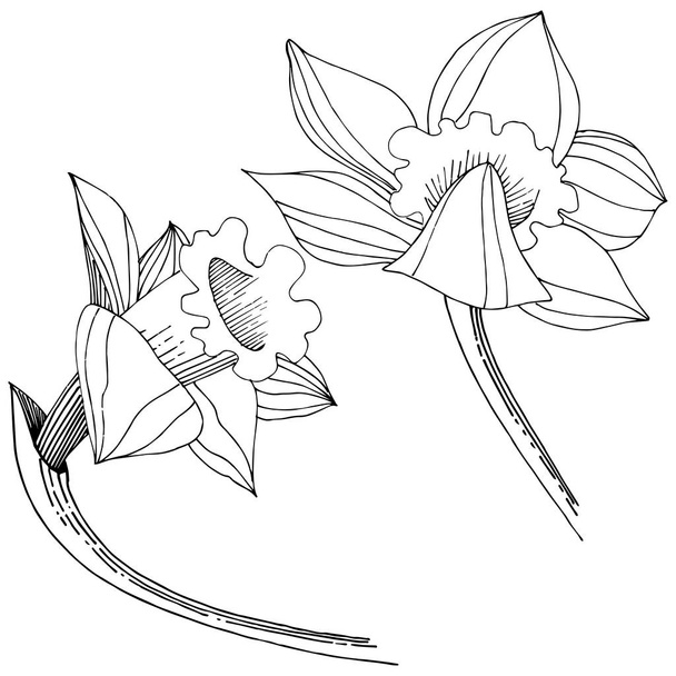 Vektor Narziss Wildblume. Blütenbotanische Blume. isoliertes Illustrationselement. Vektorwildblume für Hintergrund, Textur, Wrappermuster, Rahmen oder Rahmen. - Vektor, Bild