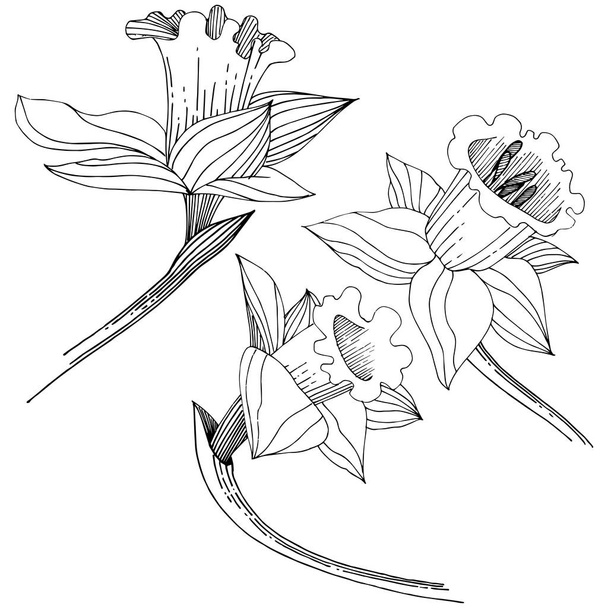 Vector narcissus wildflower. Floral botanical flower. Isolated illustration element. Vector wildflower for background, texture, wrapper pattern, frame or border. - Вектор,изображение