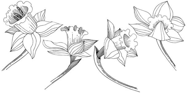Vektor nárcisz vadvirág. Virágos botanikai virág. Elszigetelt ábra elemet. A háttér textúra, burkoló minta, keret vagy szegélyt vektoros vadvirág. - Vektor, kép