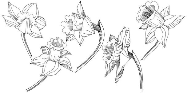 Vecteur narcisse fleur sauvage. Fleur botanique florale. Élément d'illustration isolé. Fleurs sauvages vectorielles pour le fond, la texture, le motif d'emballage, le cadre ou la bordure
. - Vecteur, image