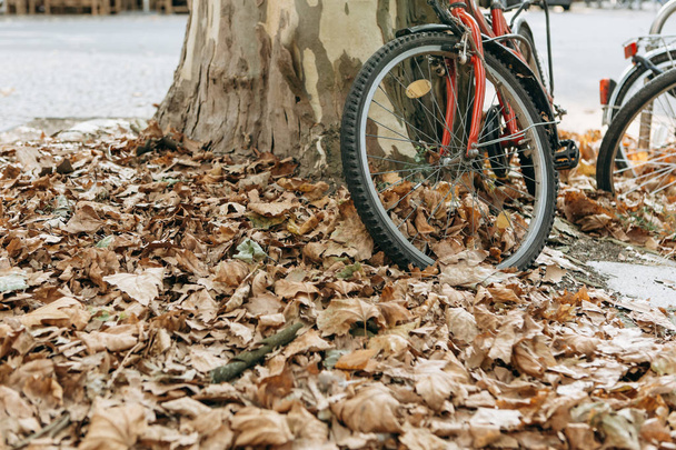 Bliska koła rowerów w żółte lub złote liście jesienią. - Zdjęcie, obraz