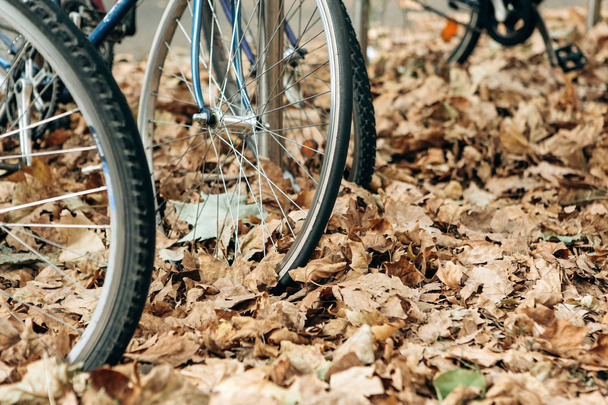 A close-up of a wheel of bicycles in a yellow or golden autumn foliage. - Zdjęcie, obraz