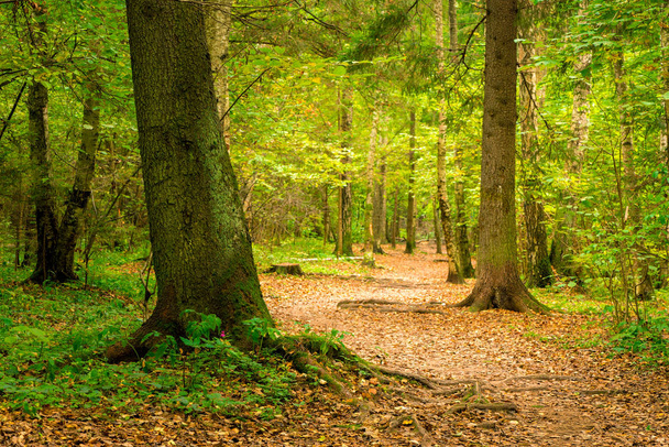 A path in the autumn forest, a beautiful authentic landscape - Fotó, kép