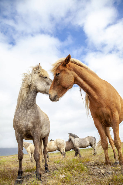 group of horses while grazing in the iceland plain in the summer time - Foto, immagini