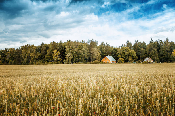 A small wooden house on the edge of a forest and on the edge of a field with rye and wheat, a beautiful rural farm landscape - Φωτογραφία, εικόνα