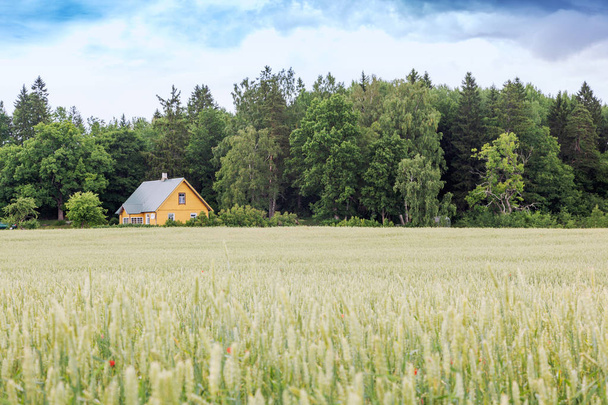 A small wooden house on the edge of a forest and on the edge of a field with rye and wheat, a beautiful rural farm landscape - 写真・画像
