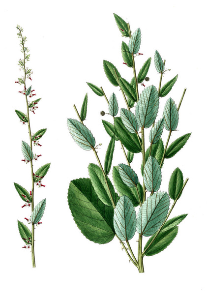 Illustrazione della pianta. Vecchio quadro
 - Foto, immagini