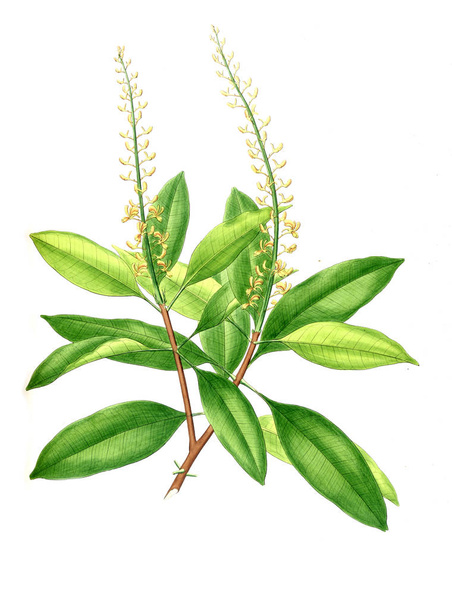 Illustration of plant. Old picture - Foto, imagen