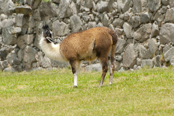 Machu Picchu Llama - Perù
 - Foto, immagini