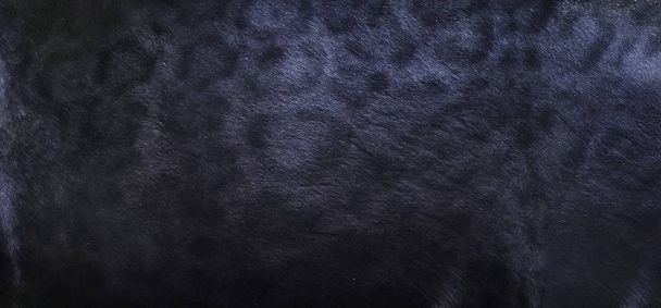 Black panther skin texture background - Foto, immagini